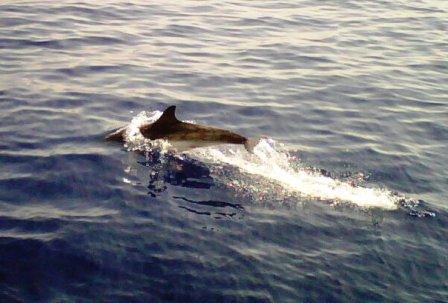 delfino